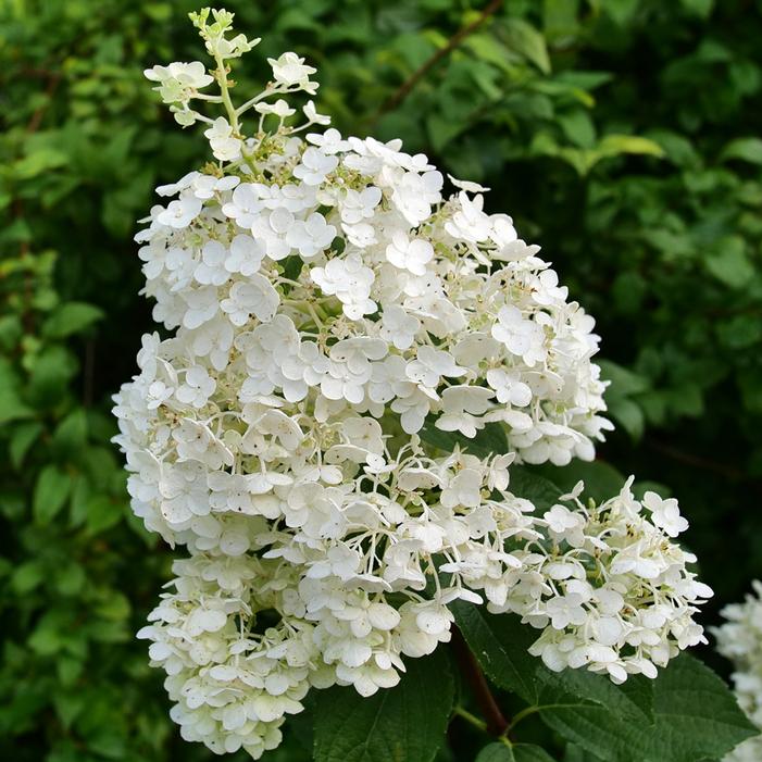 PUFFER FISH® HYDRANGEA