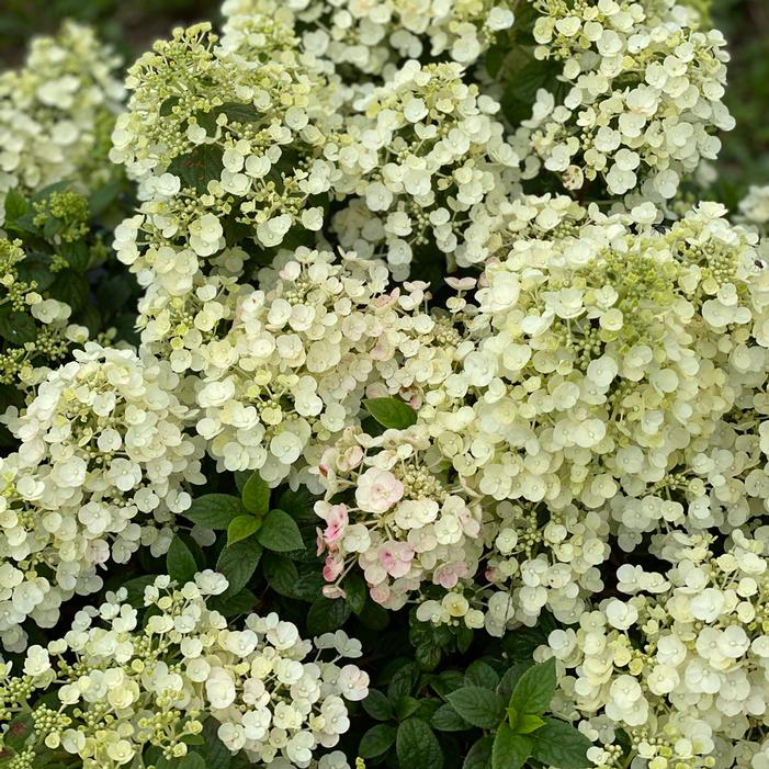 TINY QUICK FIRE® HYDRANGEA