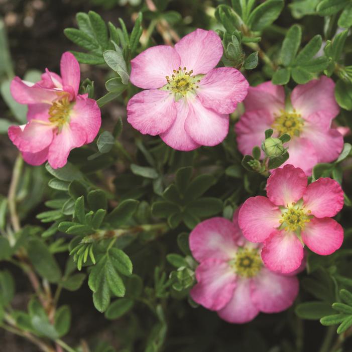 HAPPY FACE HEARTS® POTENTILLA