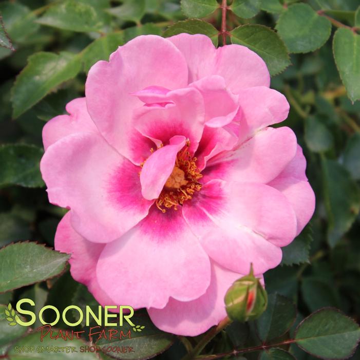 Image property of Sooner Plant Farm, Inc.