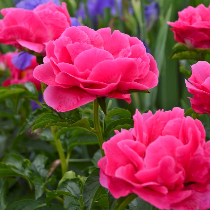 PAULA FAY GARDEN PEONY
