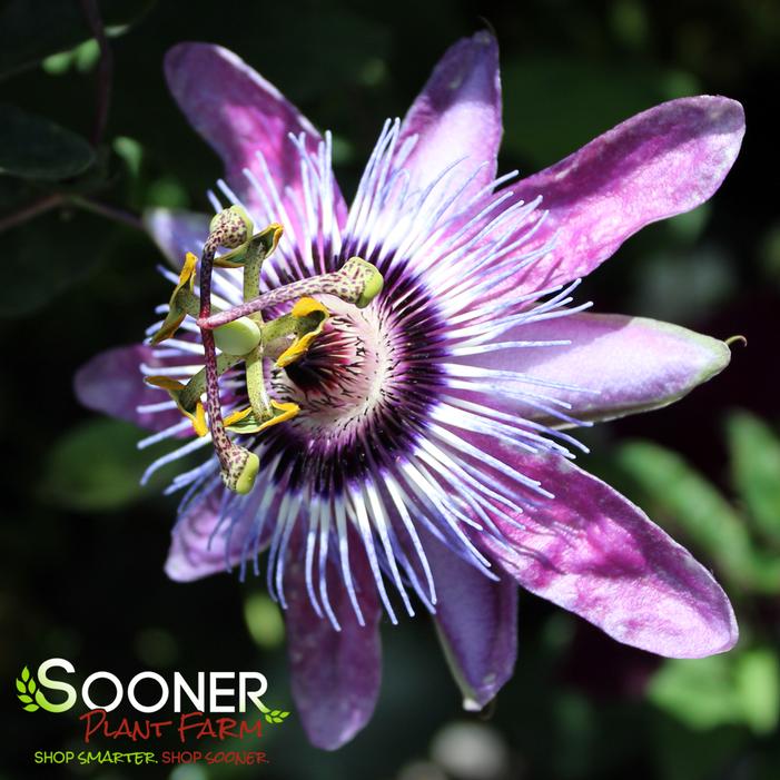 BETTY MYLES YOUNG PASSION FLOWER