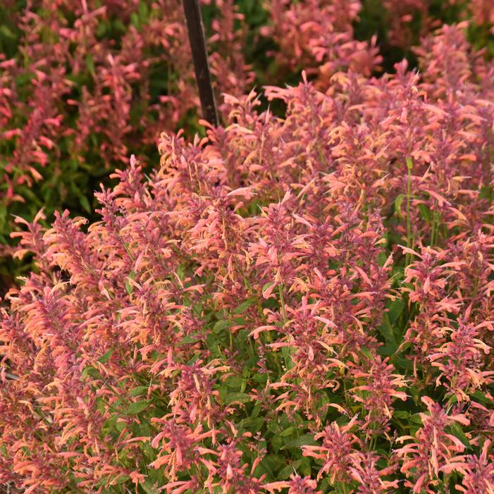 GUAVA LAVA HYSSOP