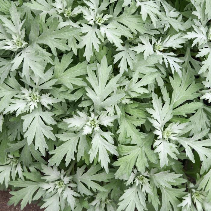 SILVER LINING WORMWOOD