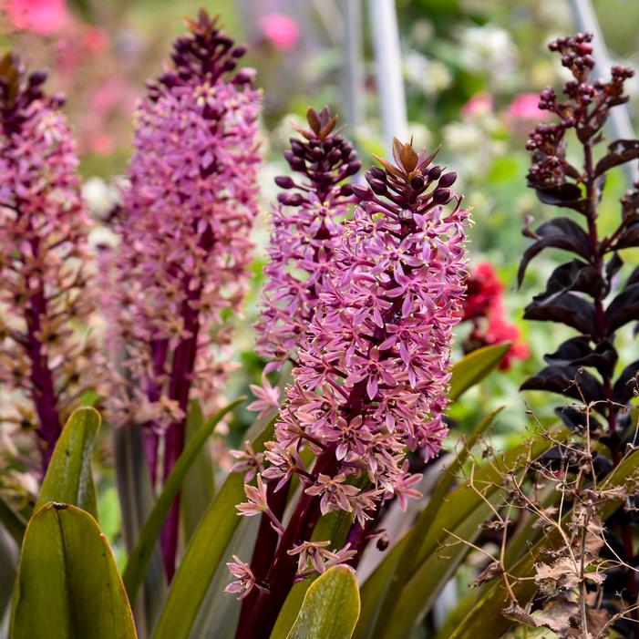 CROWNING GLORY™ PURPLE REIGN PINEAPPLE LILY