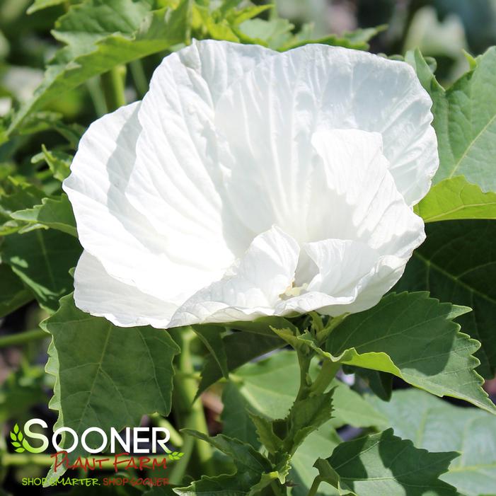 MARSHMALLOW MOON HARDY HIBISCUS