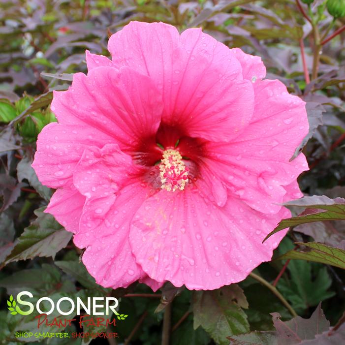 WATERMELON RUFFLES HARDY HIBISCUS