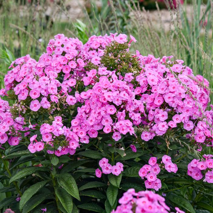 LUMINARY® PRISMATIC PINK GARDEN PHLOX