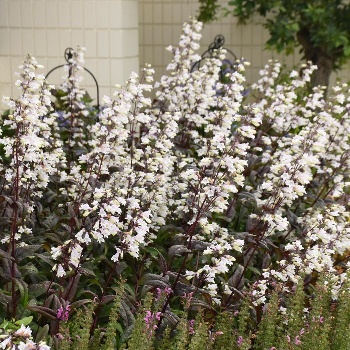 ONYX AND PEARLS BEARDTONGUE