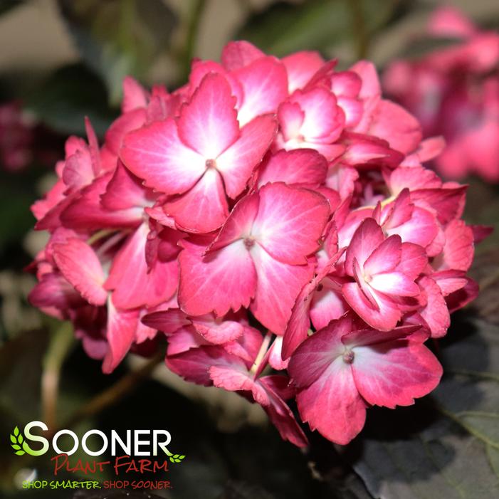 ECLIPSE® HYDRANGEA