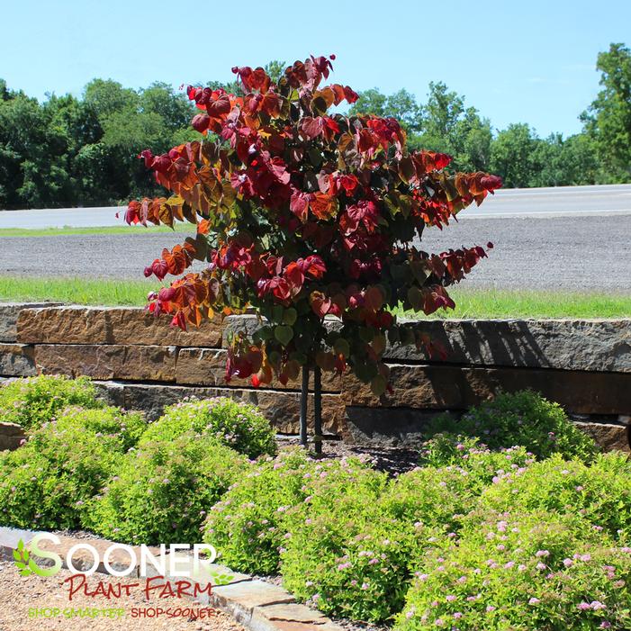 HEARTS A'FIRE™ REDBUD