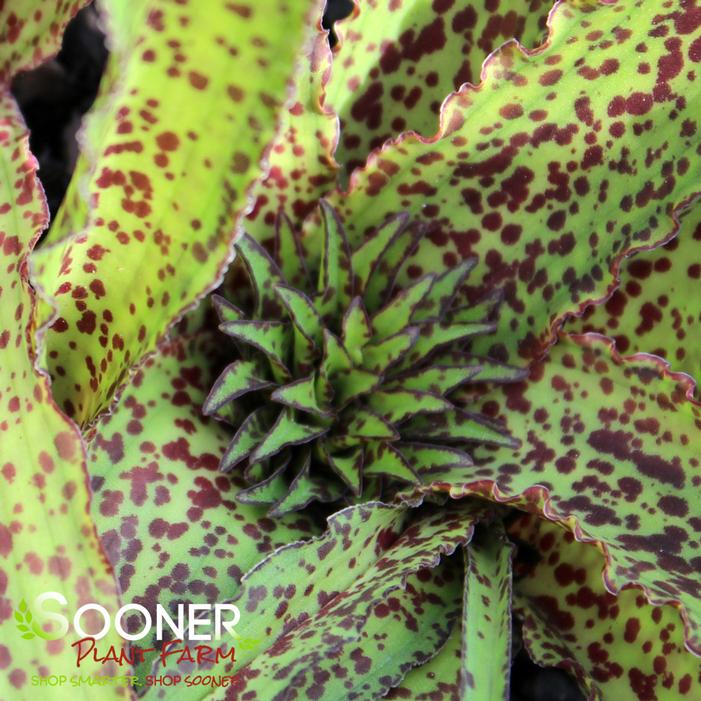 OCTOPUS PINEAPPLE LILY