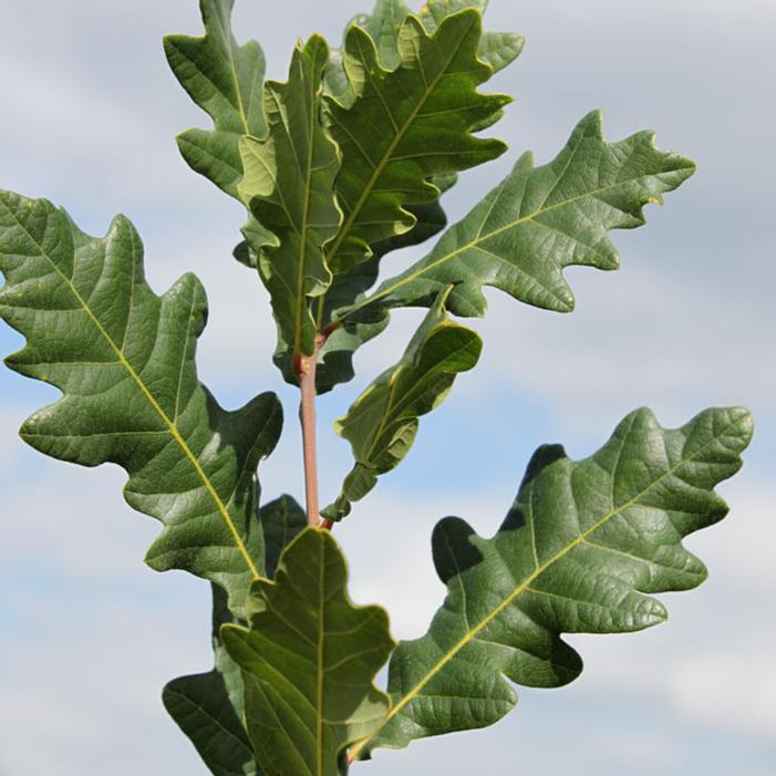 SKINNY GENES® OAK