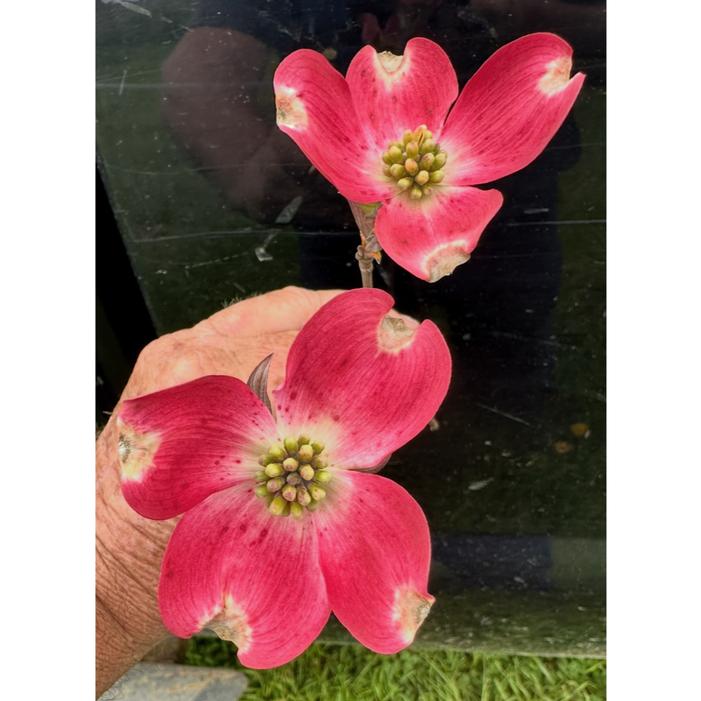 RAGIN' PINK™ DOGWOOD