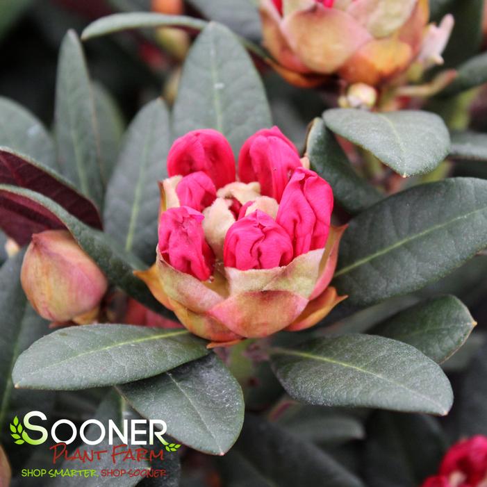 WINE AND ROSES RHODODENDRON