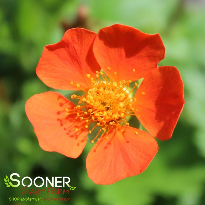 KOI GEUM