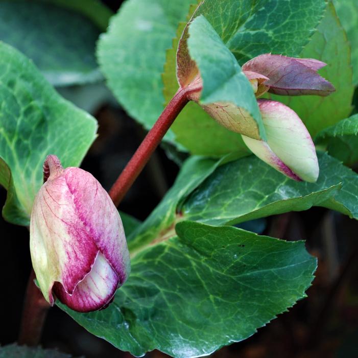 FROSTKISS® GLENDA'S GLOSS LENTEN ROSE