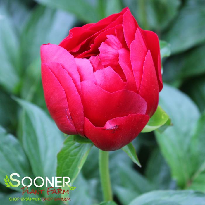 BUCKEYE BELLE GARDEN PEONY