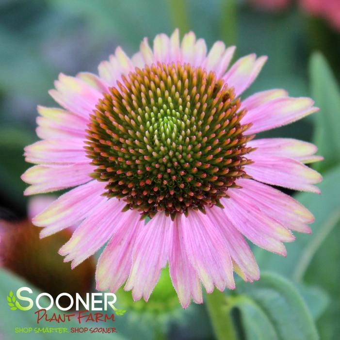 KISMET® PINK LEMONADE CONEFLOWER
