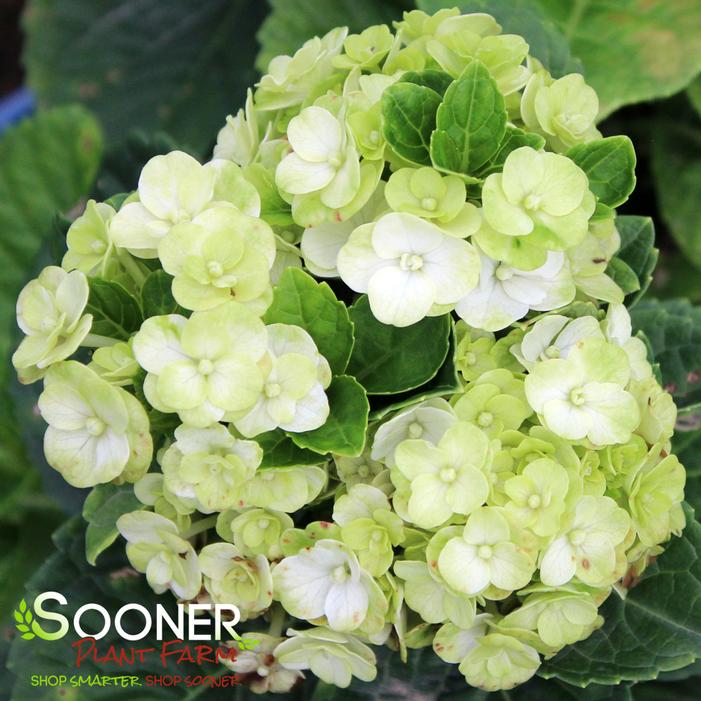 GRIN AND TONIC™ HYDRANGEA