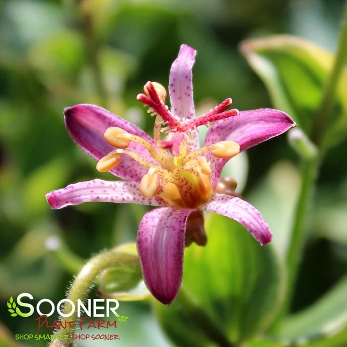 GILT EDGE TOAD LILY
