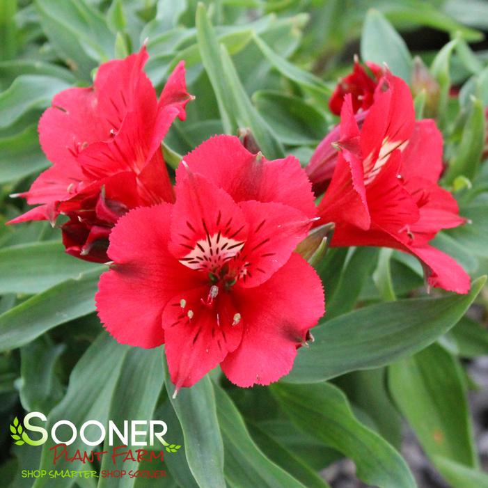 COLORITA® KATE® PERUVIAN LILY