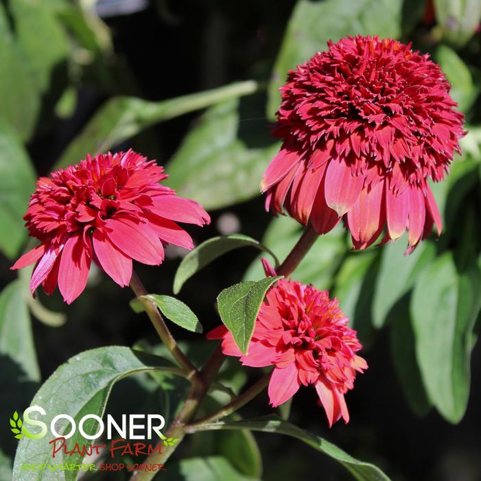 DOUBLE SCOOP™ RASPBERRY DELUXE CONEFLOWER