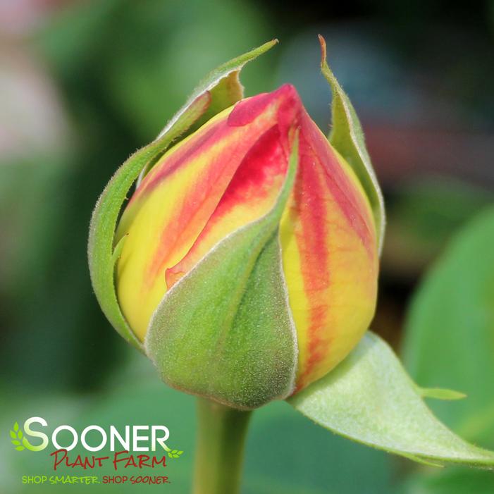 PEACE HYBRID TEA ROSE