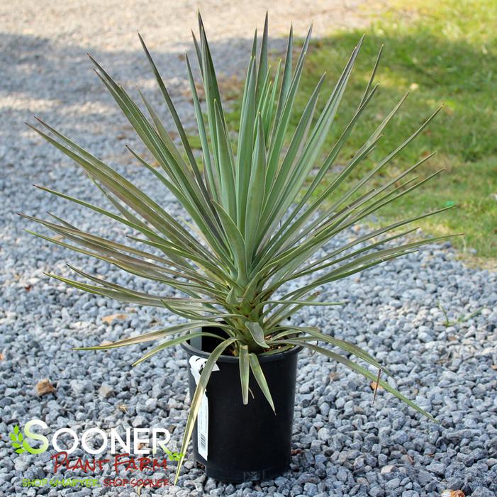 MAGENTA MAGIC YUCCA