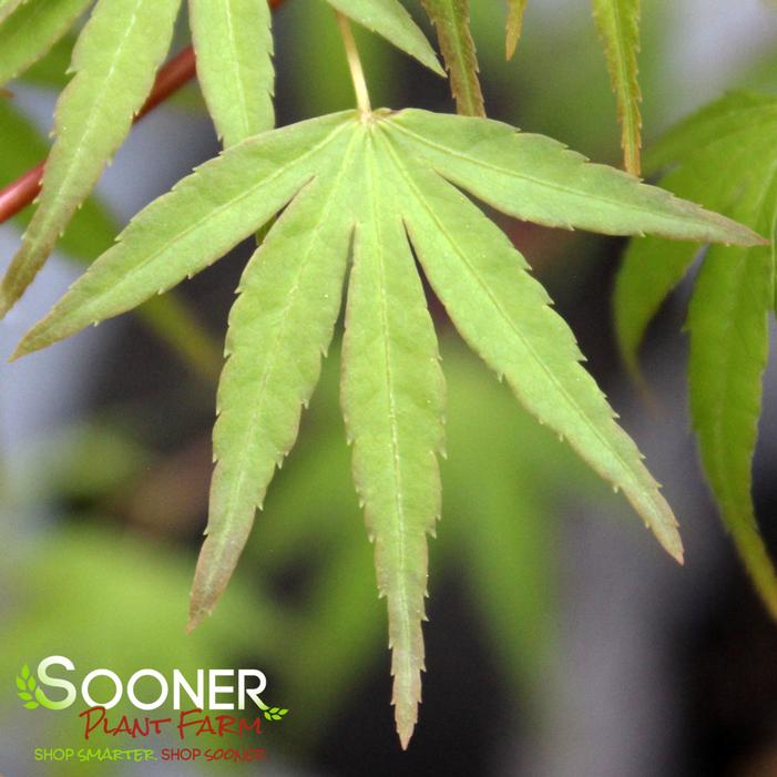 KENTARO SAN UPRIGHT JAPANESE MAPLE