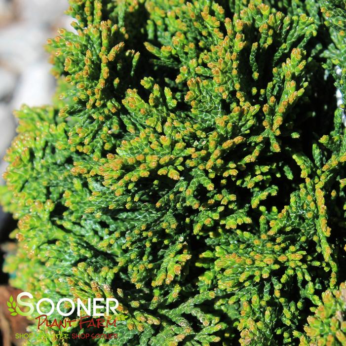 TRUE DWARF HINOKI FALSE CYPRESS
