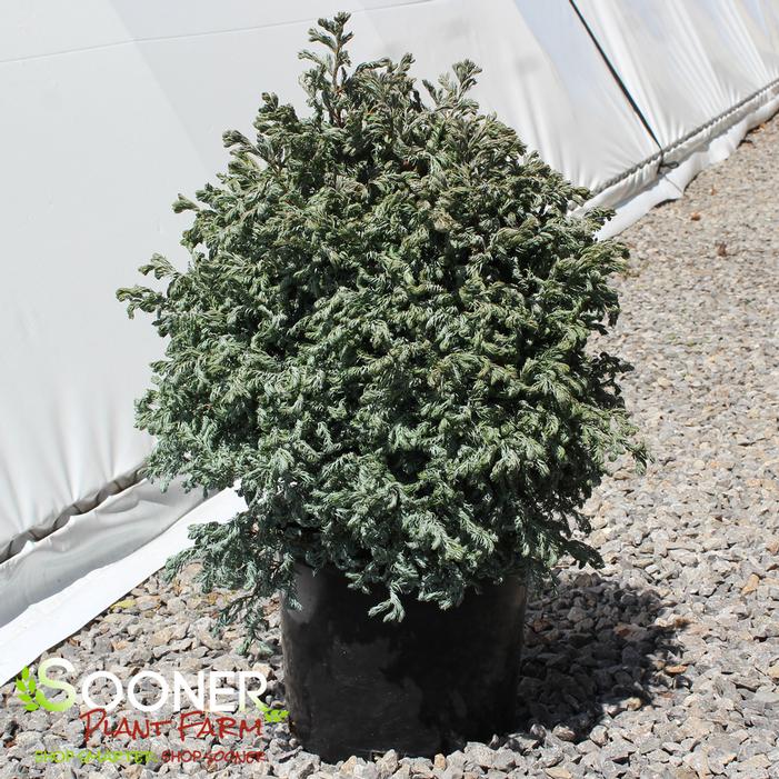 CURLY TOPS SAWARA FALSE CYPRESS