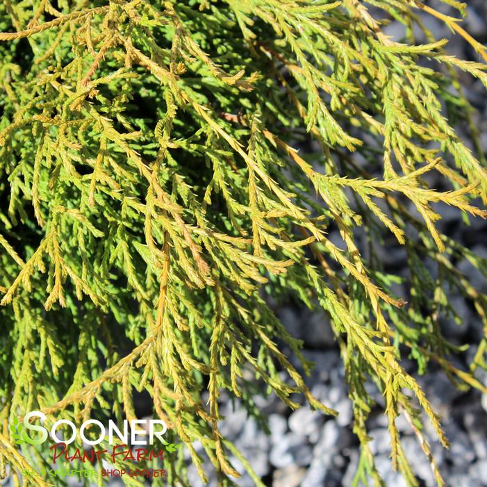 THREADBRANCH FALSE CYPRESS