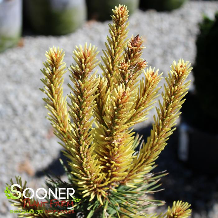 TAYLOR'S SUNBURST LODGEPOLE PINE