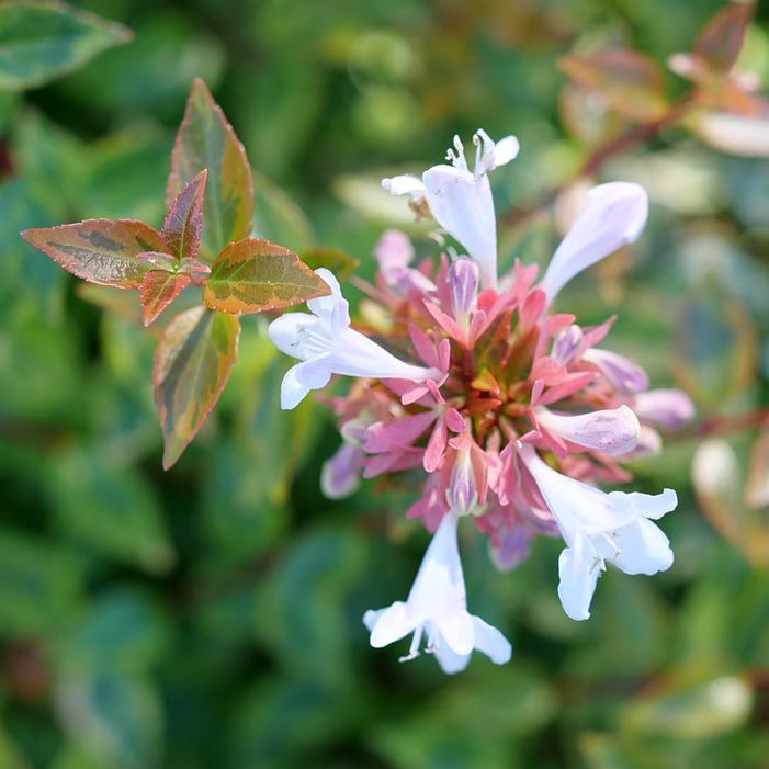 BRILLIANTINA® ABELIA