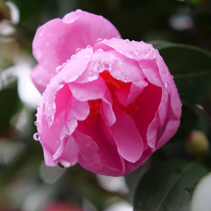 JUST CHILL® DOUBLE MAUVE CAMELLIA