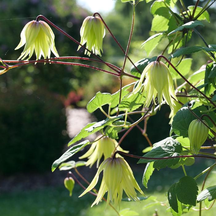 FUNYELLA® CLEMATIS