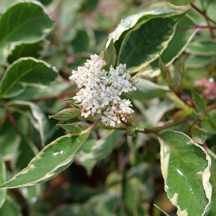 SGT. PEPPER™ DOGWOOD