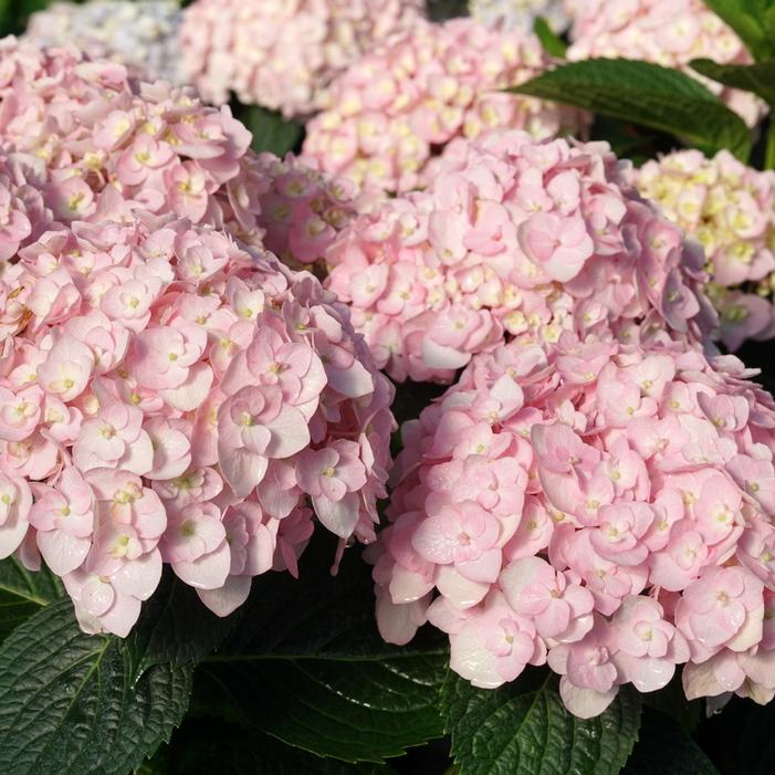 WEE BIT INNOCENT™ HYDRANGEA