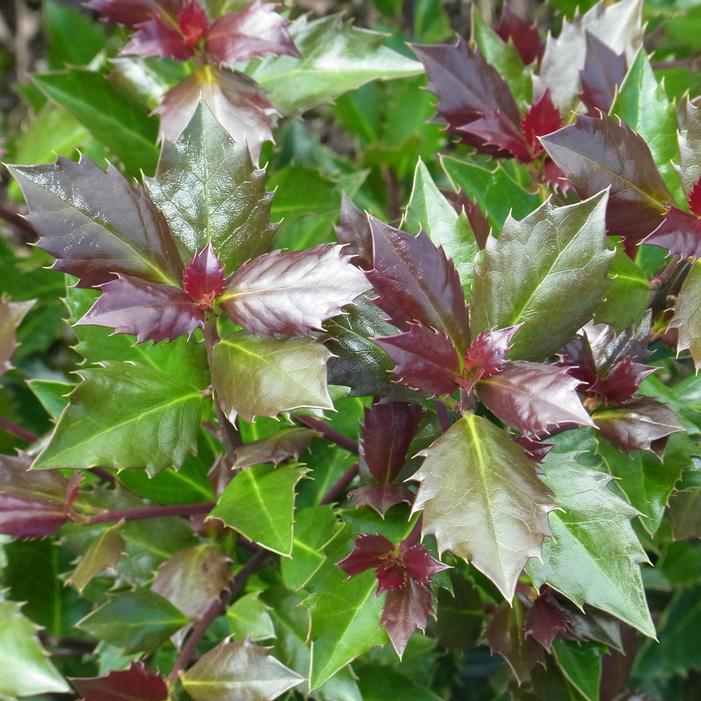 CASTLE ROUGE® MALE BLUE HOLLY