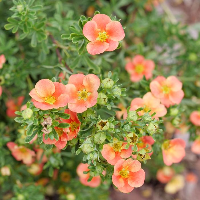 HAPPY FACE® ORANGE POTENTILLA