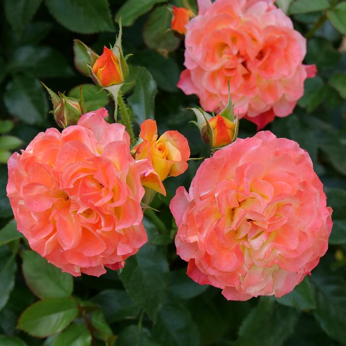 OSO EASY EN FUEGO® ROSE