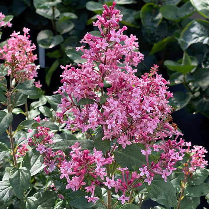 BLOOMERANG BALLET® LILAC