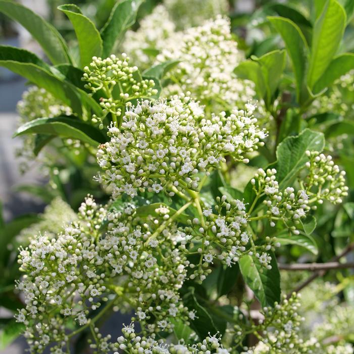 YARDLINE® VIBURNUM