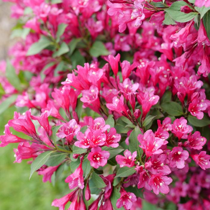 SONIC BLOOM® PUNCH WEIGELA