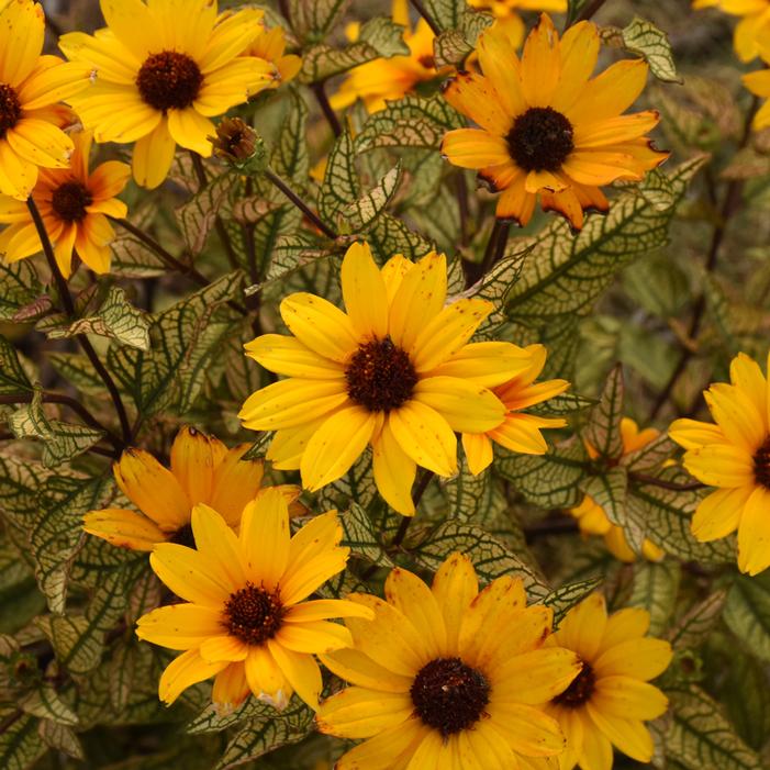 TOUCH OF BLUSH FALSE SUNFLOWER