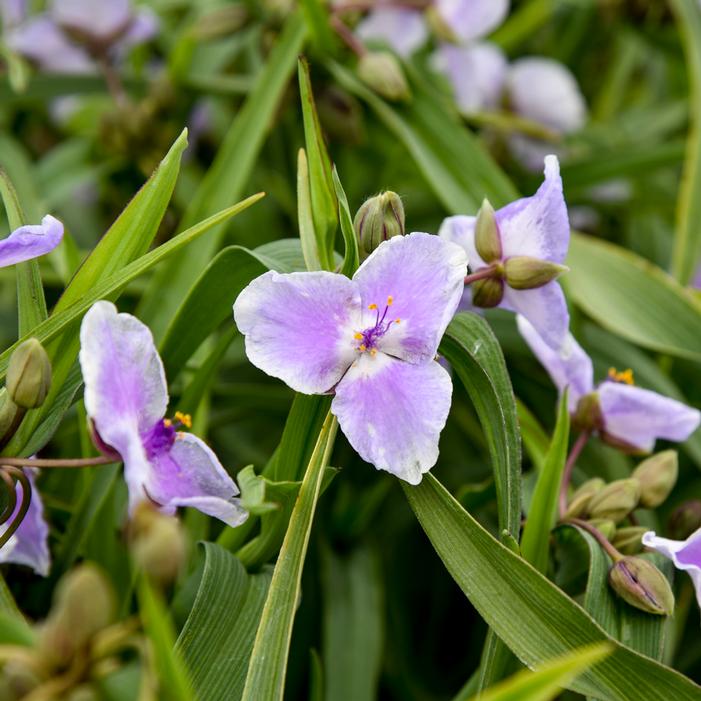 WEBMASTER SPIDERWORT