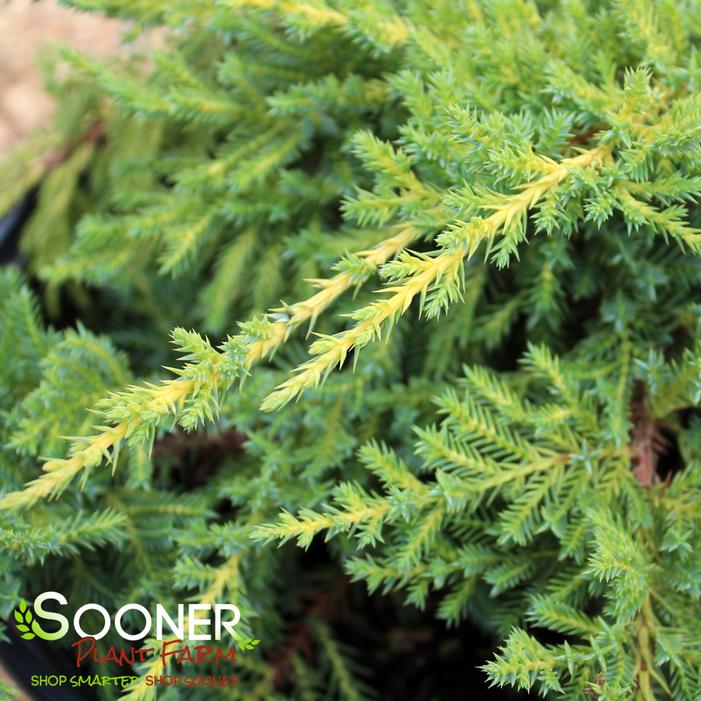 DAUB'S FROSTED JUNIPER