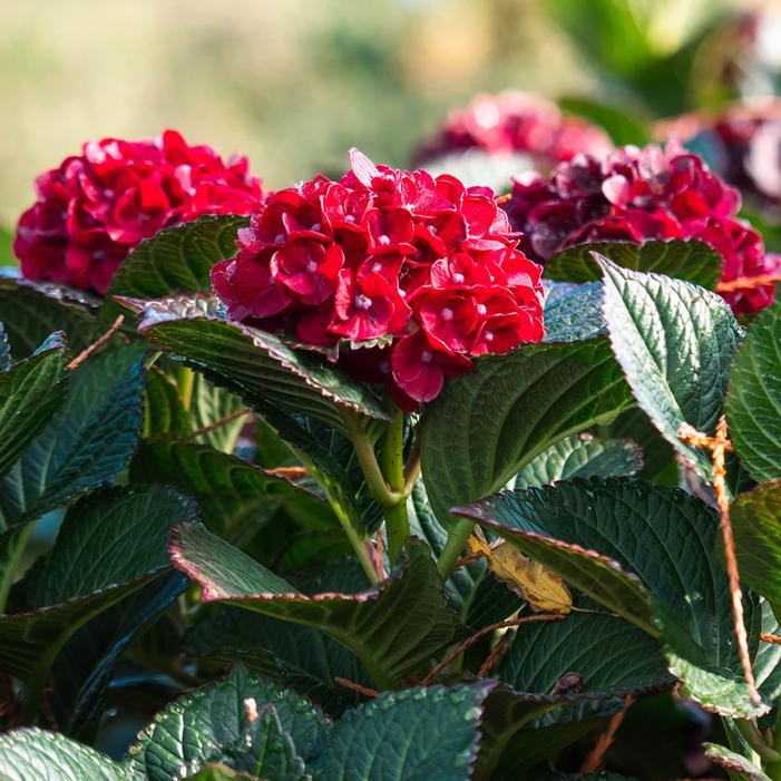CHERRY-GO-ROUND™ HYDRANGEA