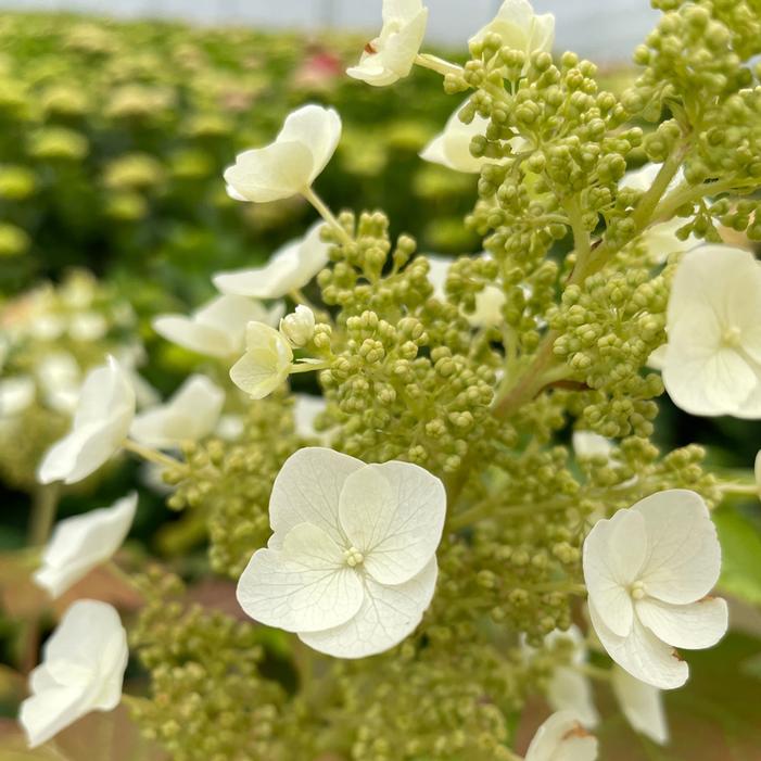 TOY SOLDIER™ OAKLEAF HYDRANGEA